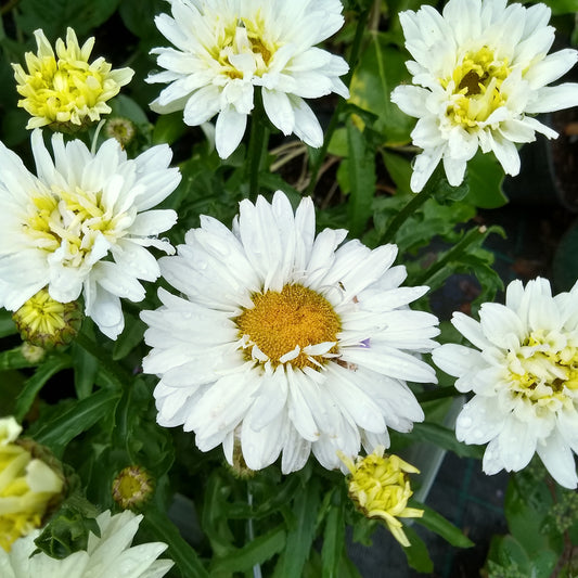 Marguerite d'été Victorian Secret ® - Bakker