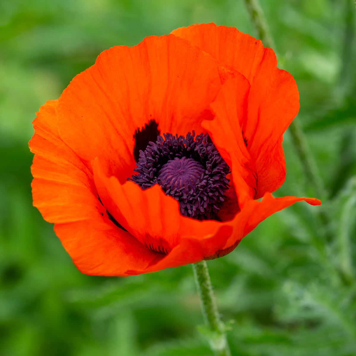 Pavot d'Orient Brilliant - Bakker