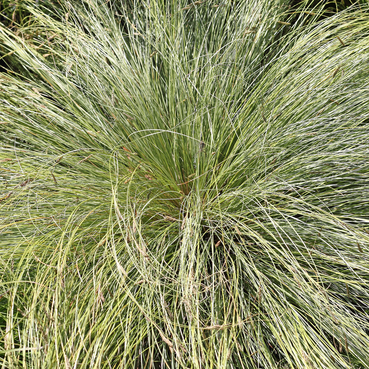 Laîche échevelée 'Frosted Curls' - Carex comans frosted curls - Bakker