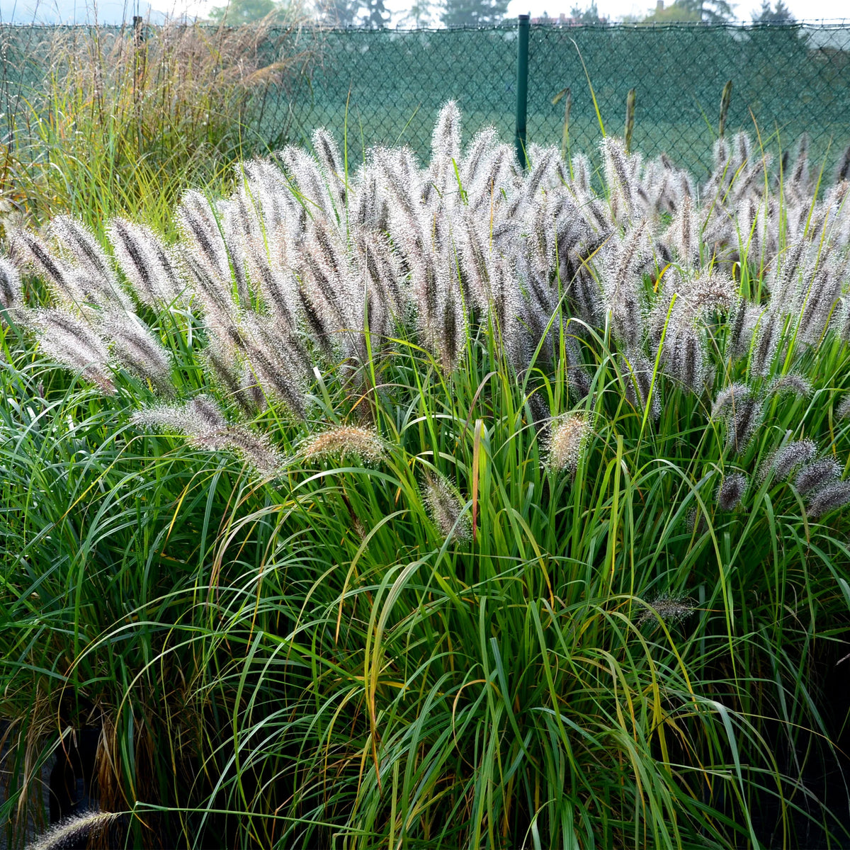 Vente 5 Vivaces pour massif champêtre - Stipa gigantea, Pennisetum alopecuroides,Rudbeckia fulgida,Achillea millefolium,Persicaria amplexicaulis