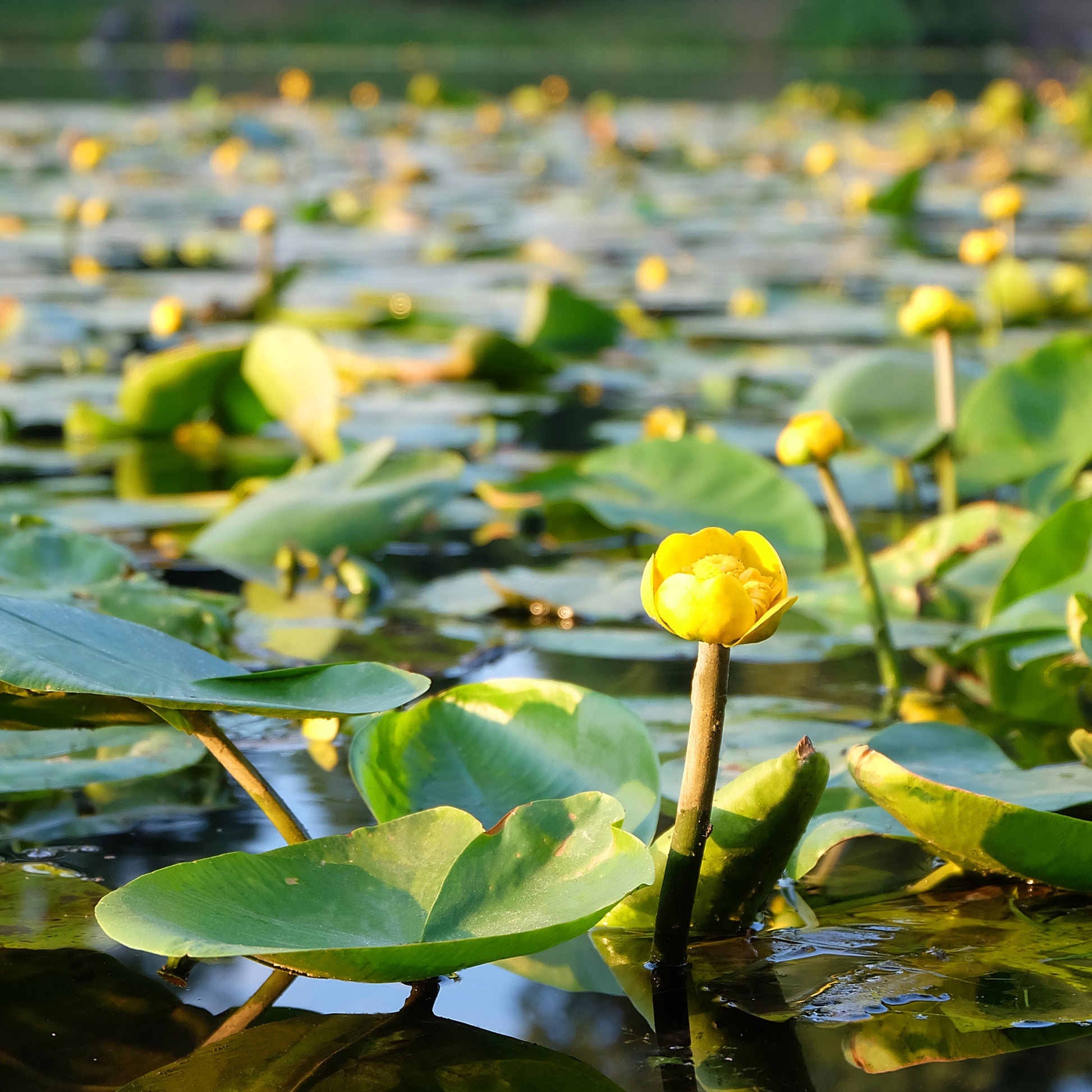 Nuphar lutea - Nénuphar commun - Nénuphars