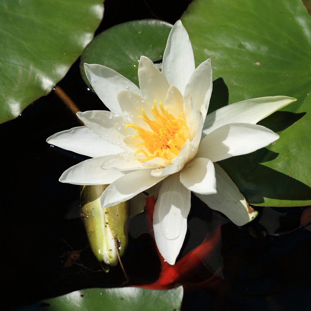 Nymphaea gladstoniana - Nénuphar Gladstoniana - Nénuphars