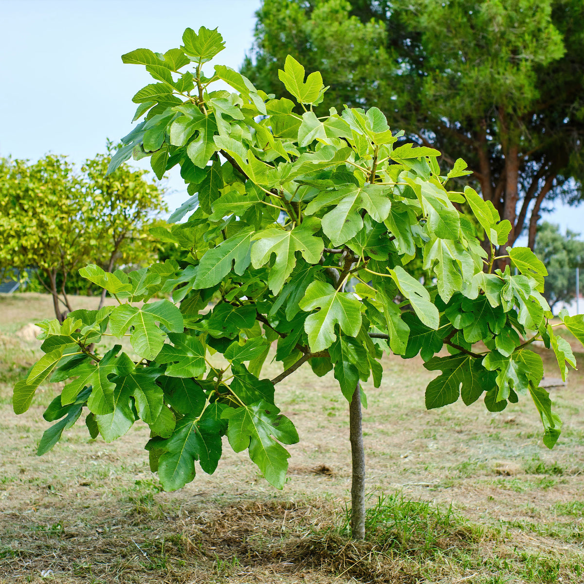 Ficus carica Brown Turkey - Figuier 'Brown Turkey' - Figuiers