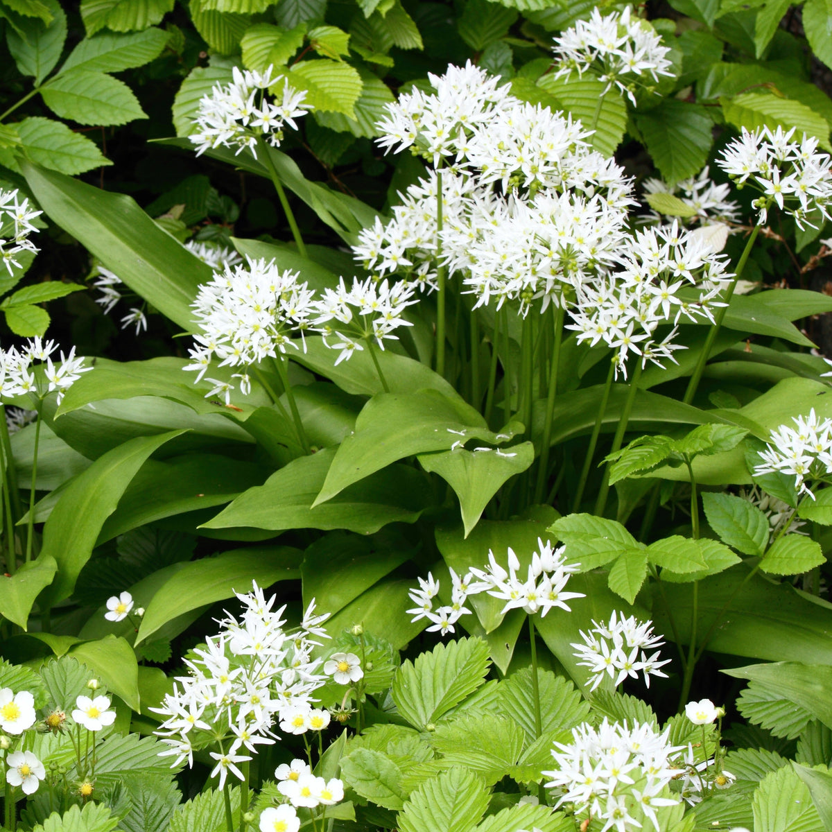 Ail des ours - Bakker
