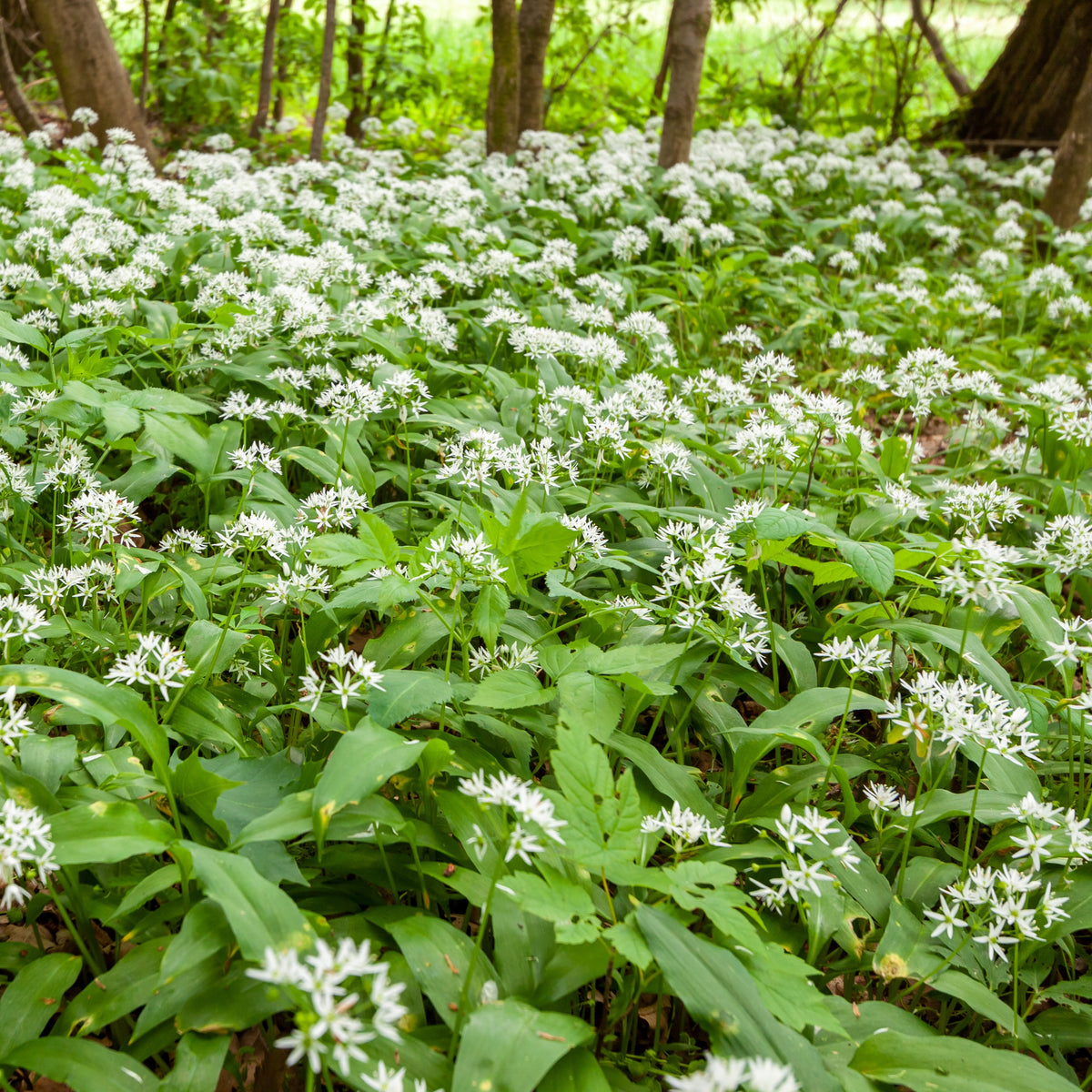 Ail des ours - Allium ursinum - Bakker