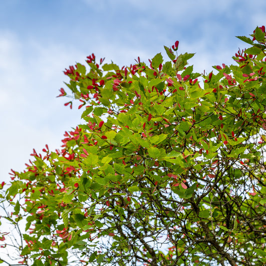 Erable du fleuve Amour - Bakker
