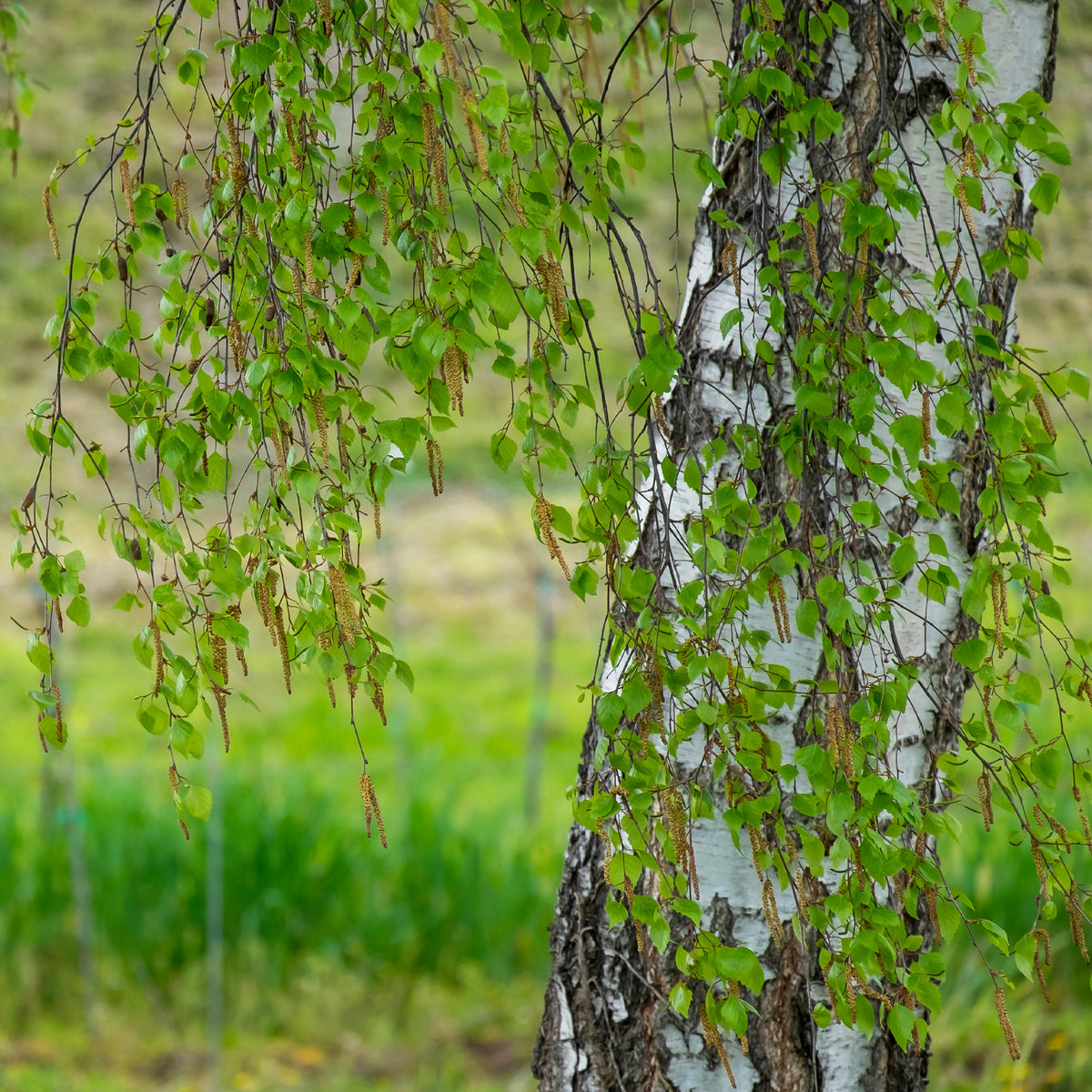 Betula pendula - Bouleau commun - Bouleau