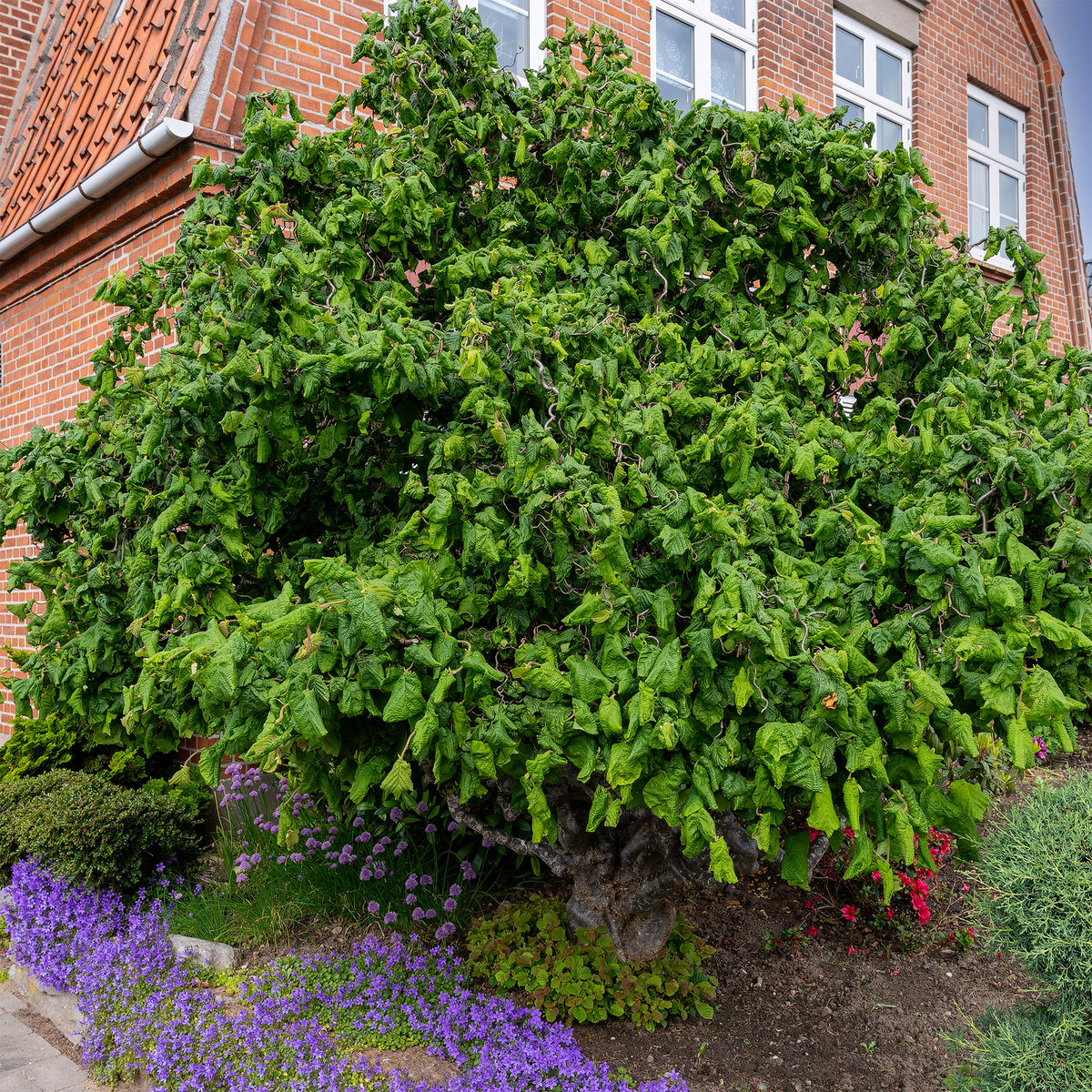 Noisetier tortueux 'Contorta' - Corylus avellana 'contorta' - Bakker