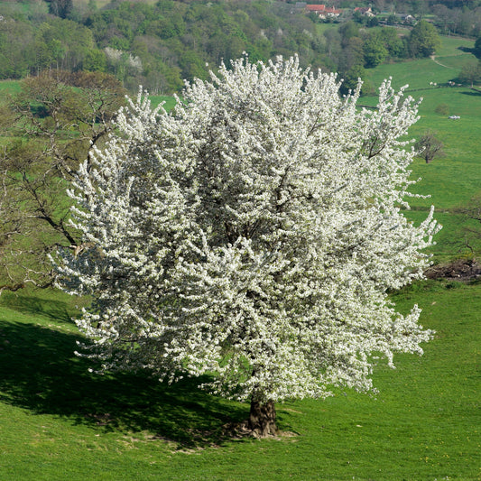 Merisier des oiseaux - Bakker