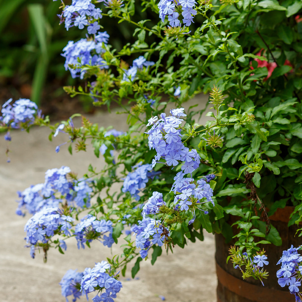 Plantes de terrasses et balcons - Plumbago - Plumbago auriculata