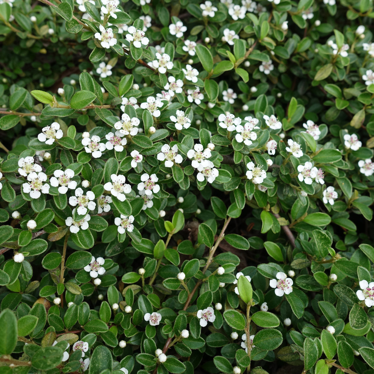 Cotoneaster horizontalis - Cotoneaster rampant - Plantes couvre-sol