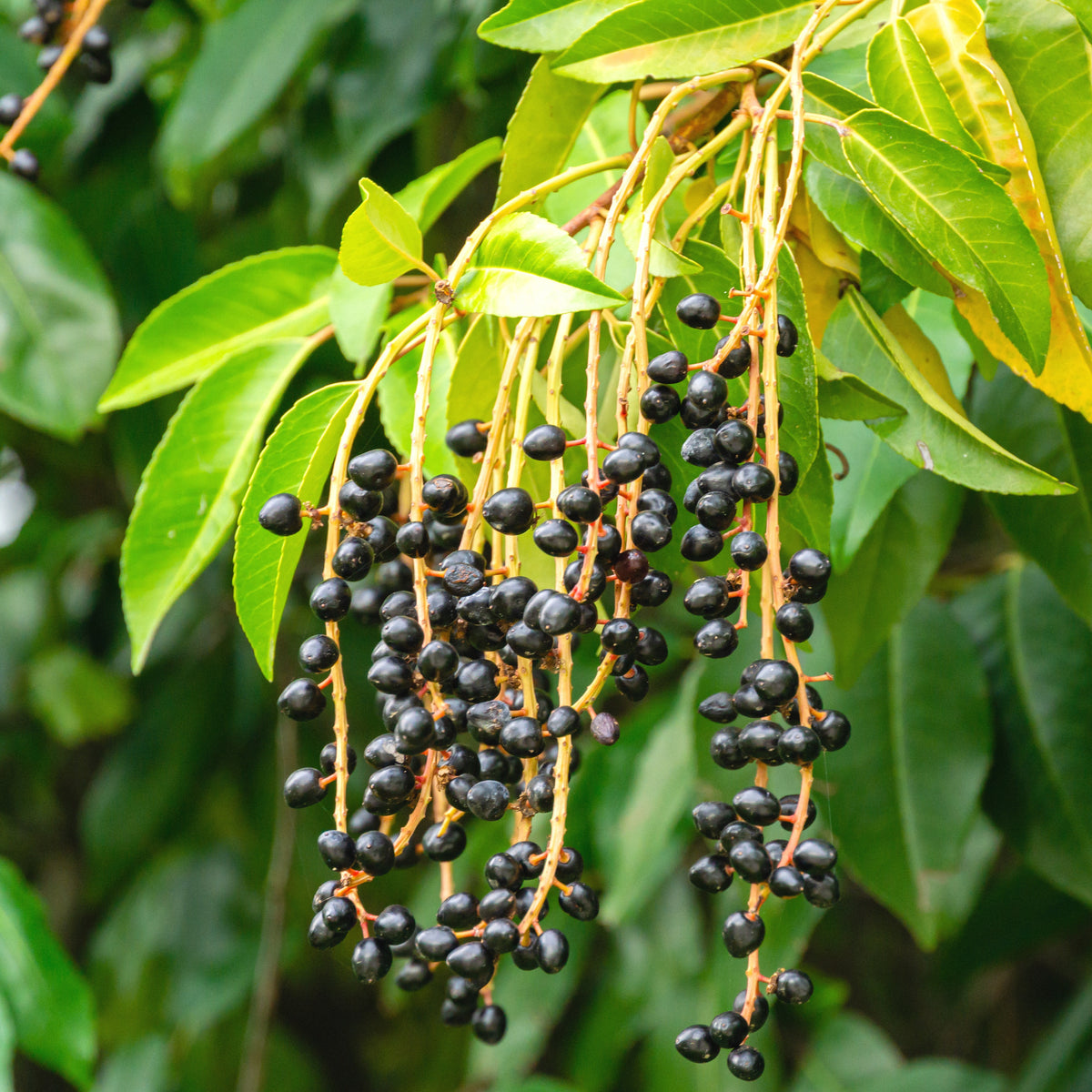 Lauriers - Laurus Nobilis - Laurier du Portugal - Prunus lusitanica