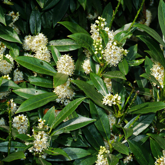 Laurier-palme Otto Luyken - Bakker