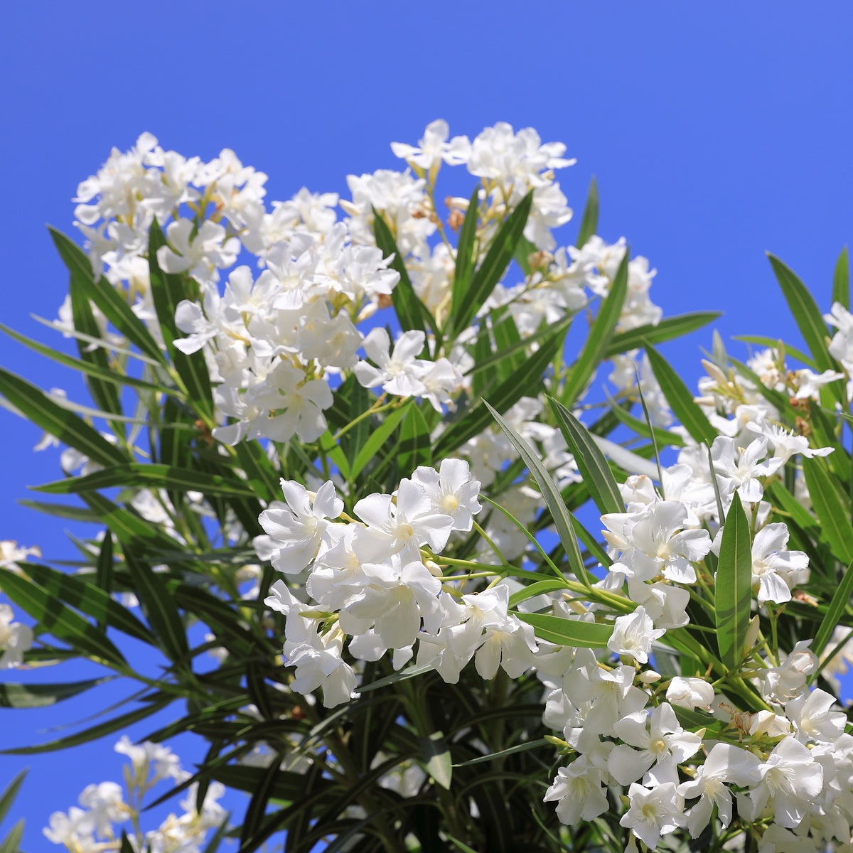 Laurier-rose à fleurs blanches - Nerium oleander white - Bakker