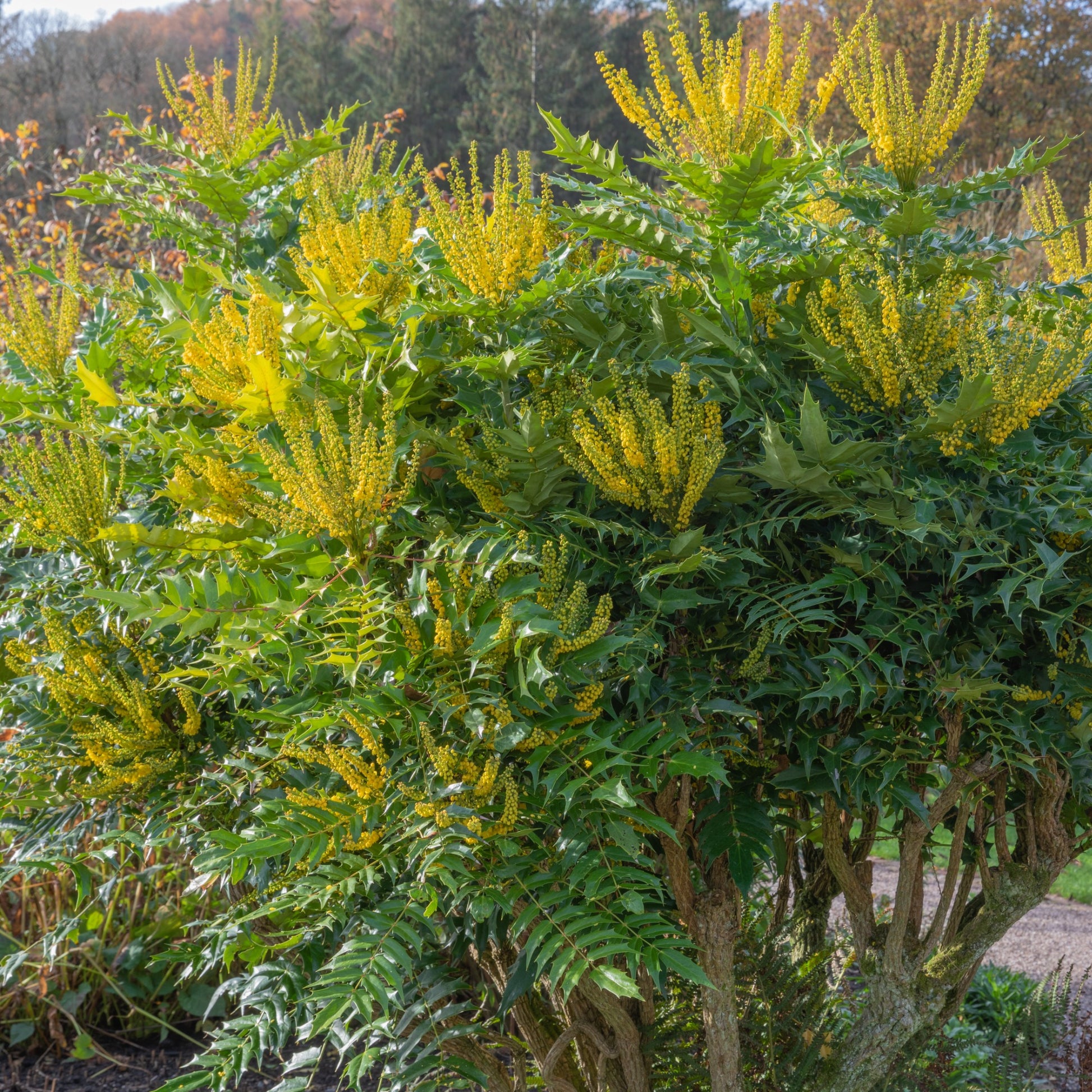 Mahonia media Winter Sun - Mahonia media 'winter sun' - Bakker