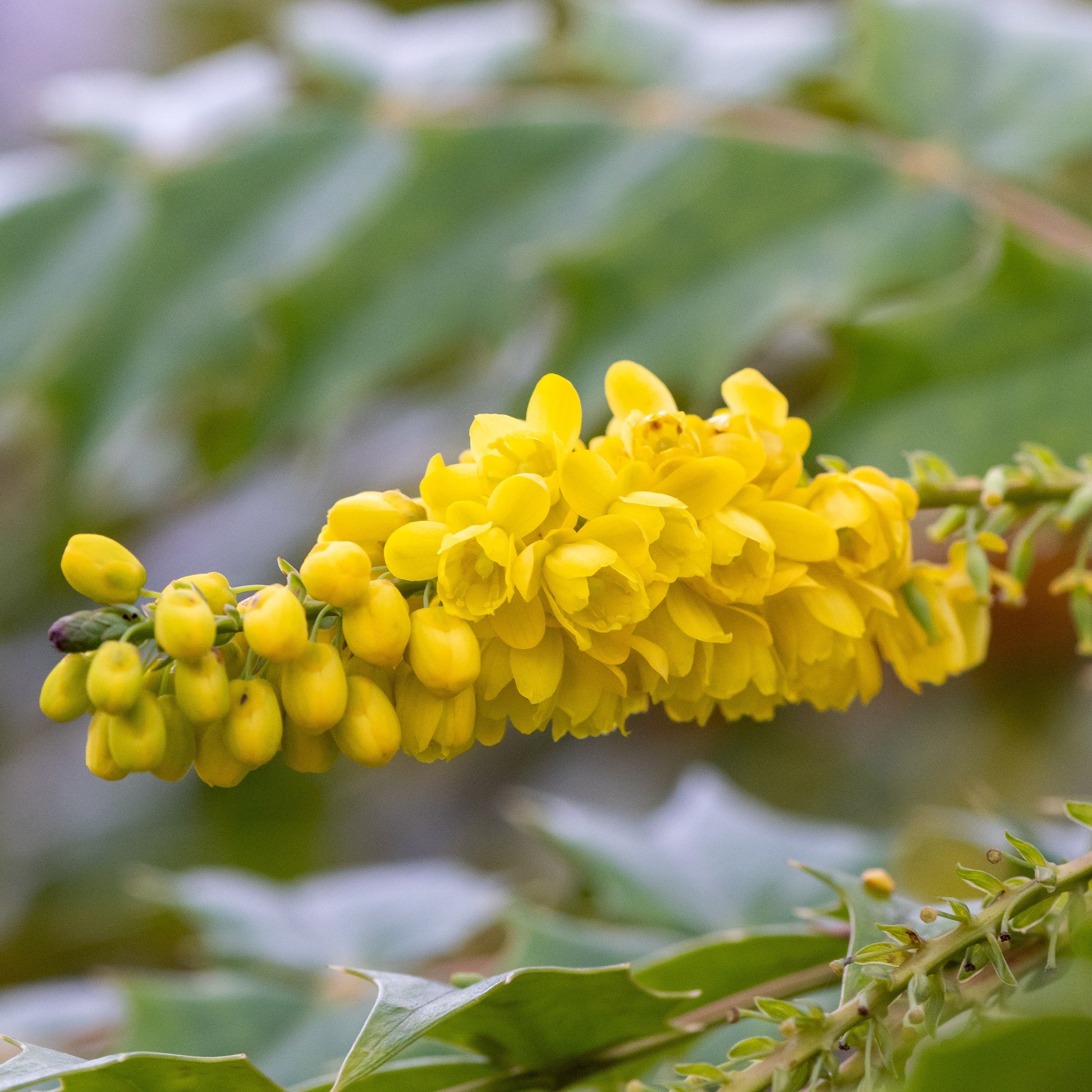 Plantes à feuillage persistant - Mahonia media Winter Sun - Mahonia media 'winter sun'