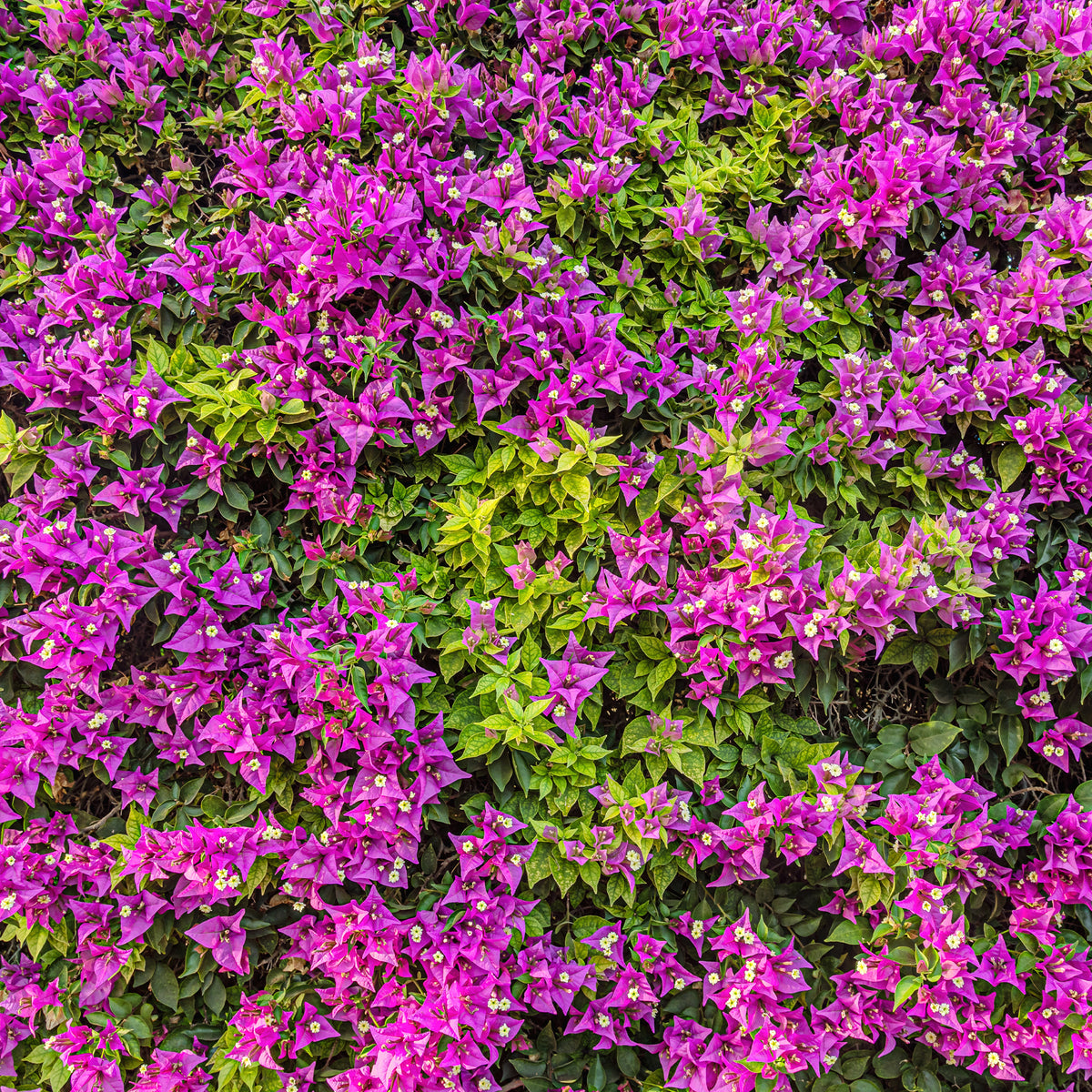 Bougainvillier Violet - Bougainvillea purple - Bakker