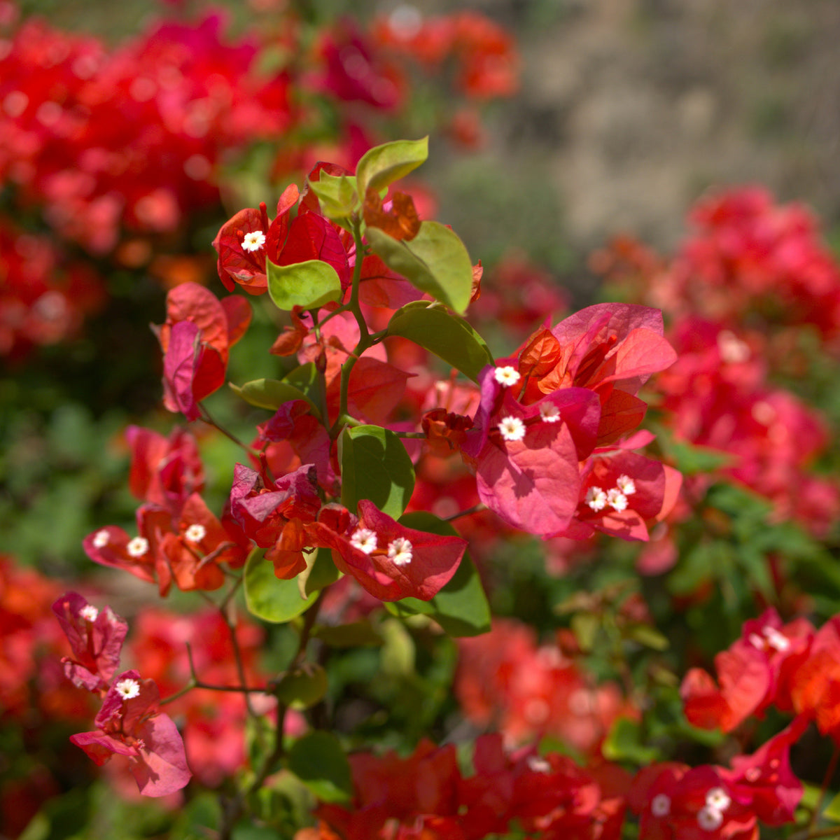 Bougainvillier Rouge - Bougainvillea red - Bakker
