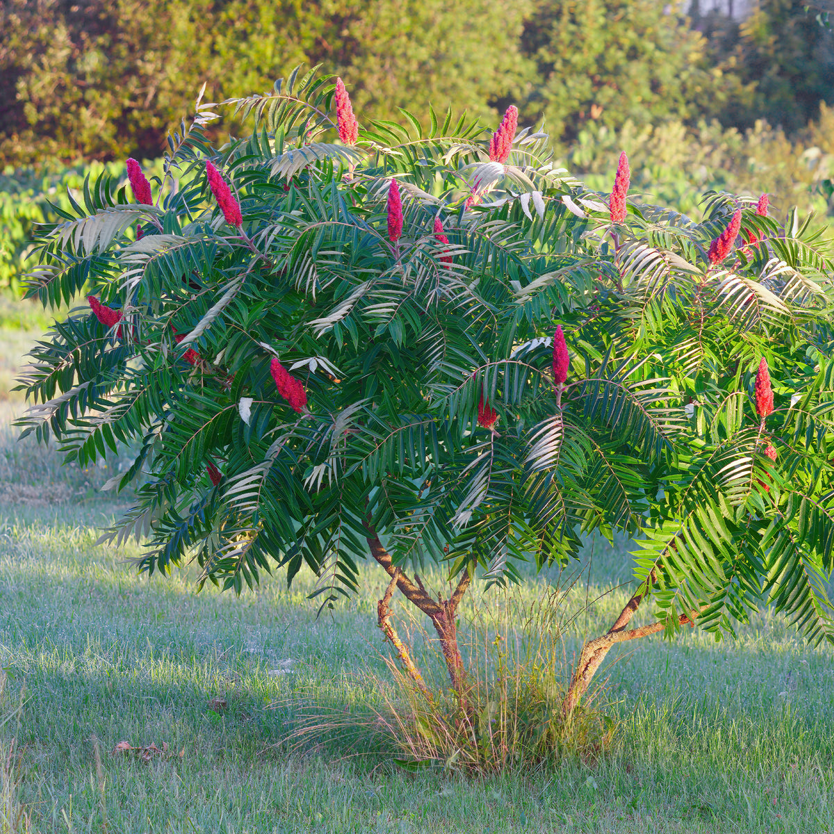 Sumac de Virginie - Rhus typhina - Bakker