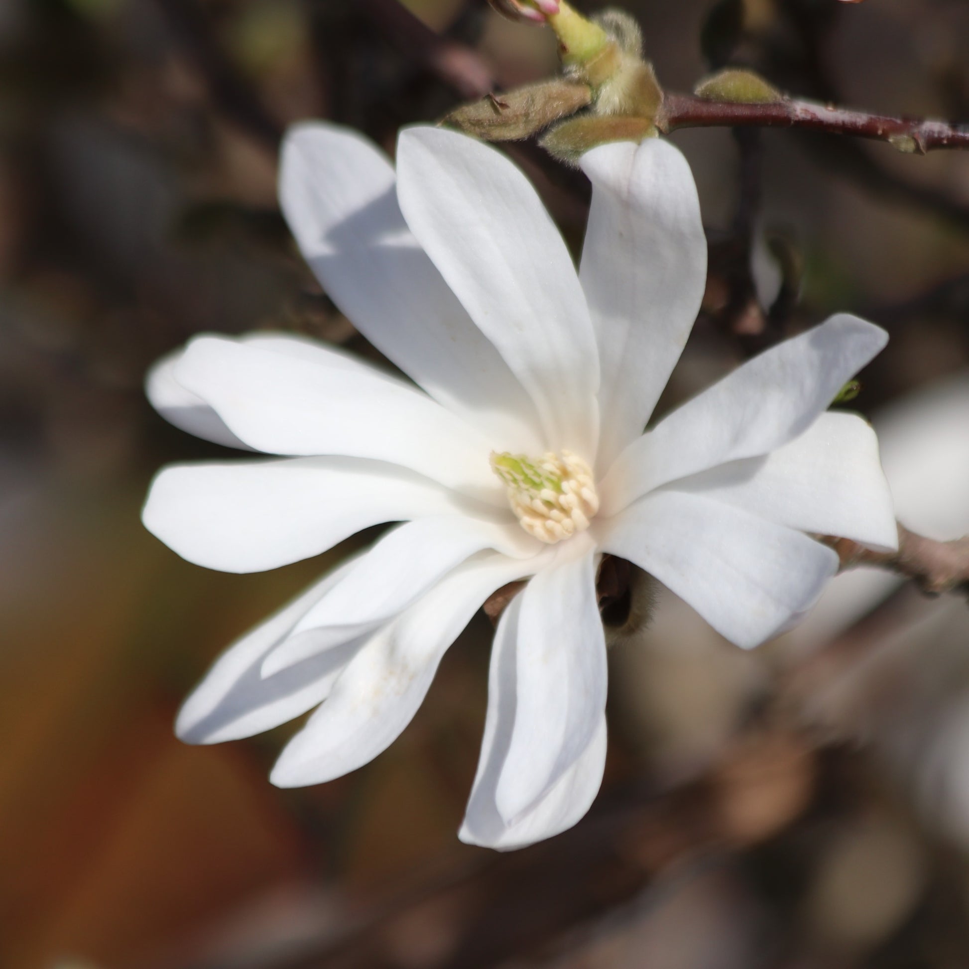 Magnolia stellata Royal Star - Bakker