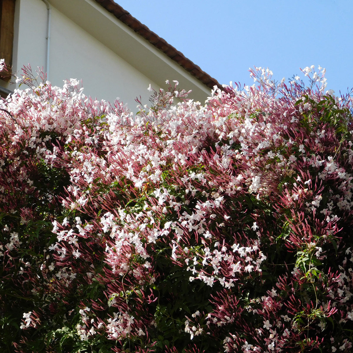 Jasmin blanc d'hiver - Jasminum polyanthum - Bakker