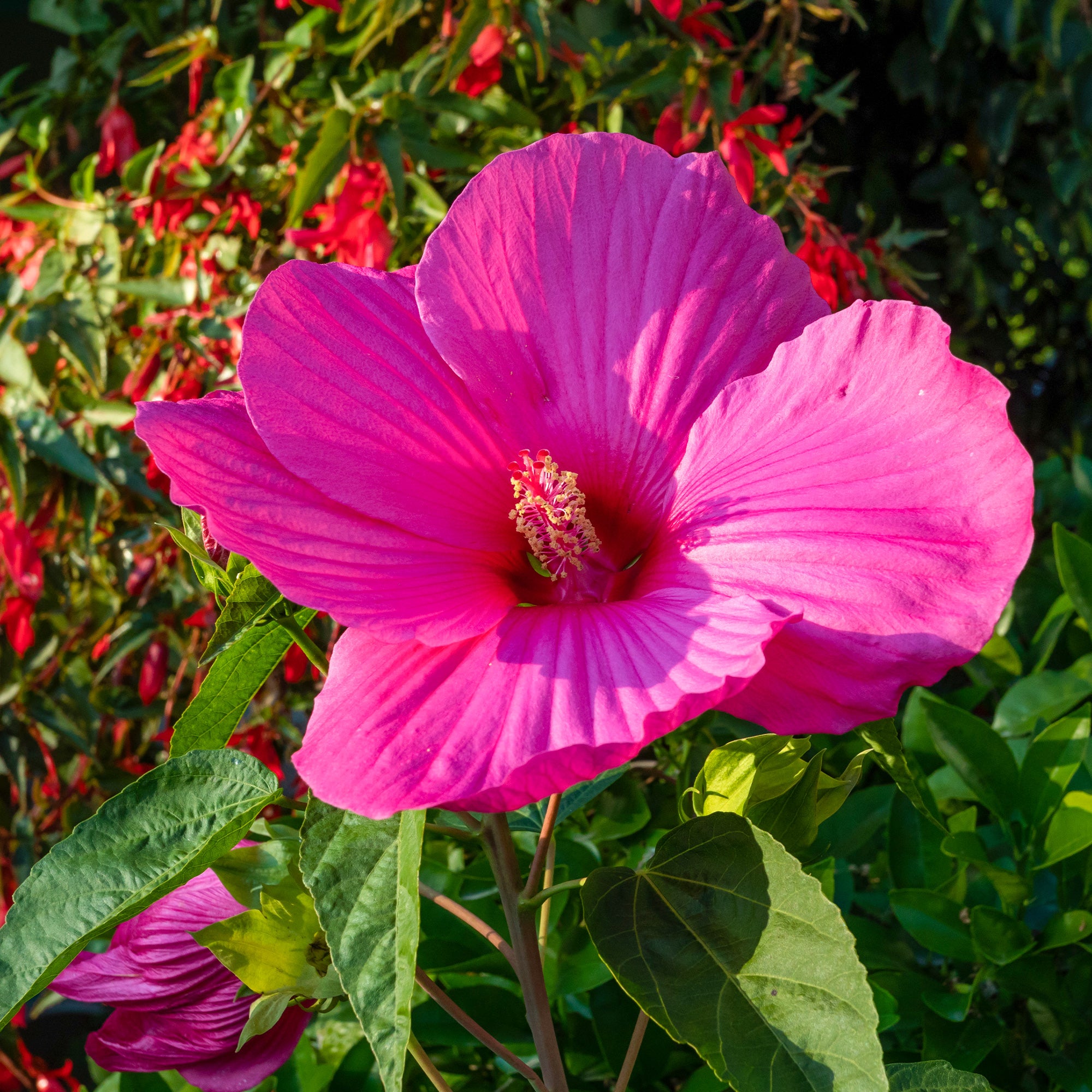 Sitemapcdatahttpwwwmixel Thicoipeinfobouturer Hibiscus Des Maraisnull