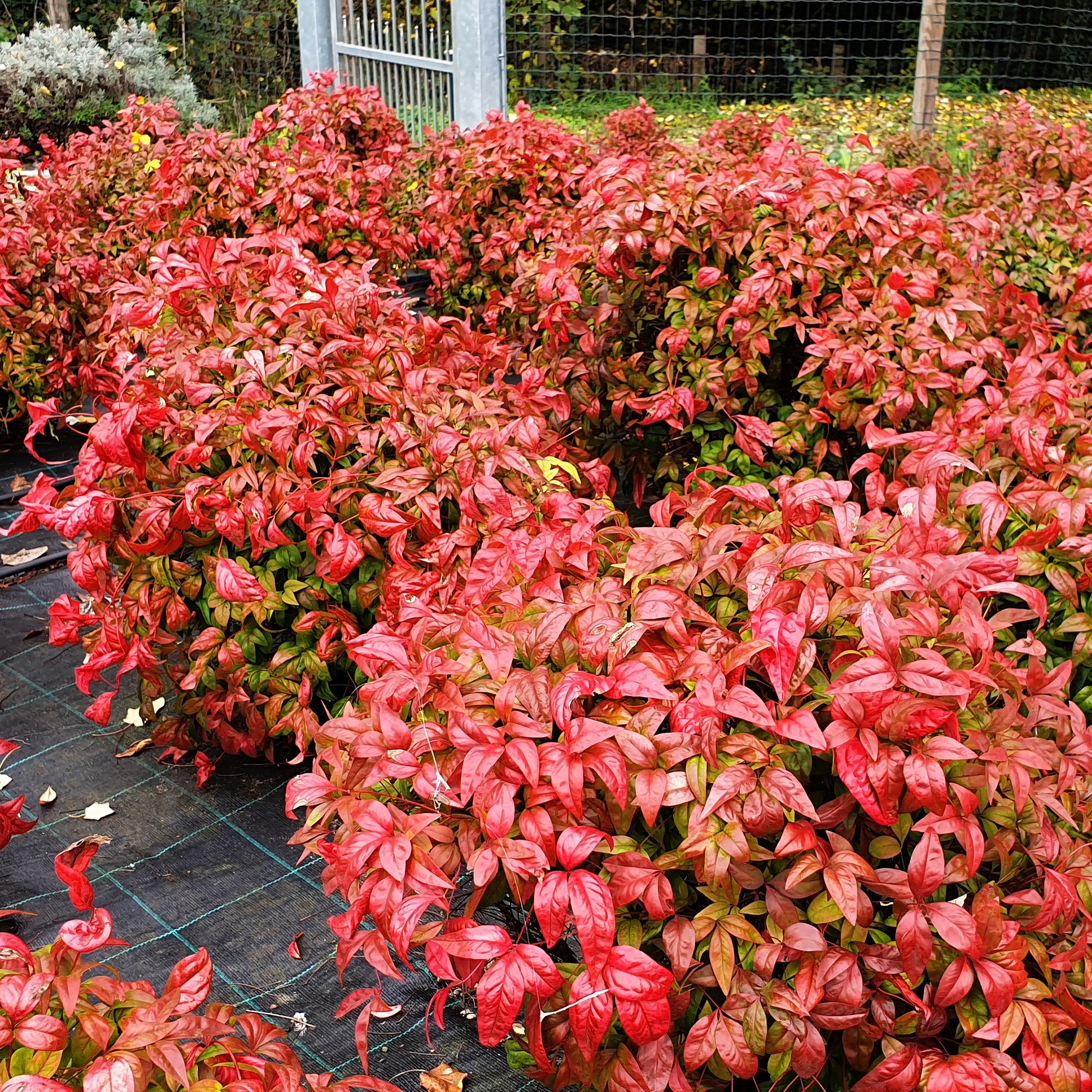 Vente Bambou sacré 'Blush Pink' - Nandina domestica Aka Blush Pink