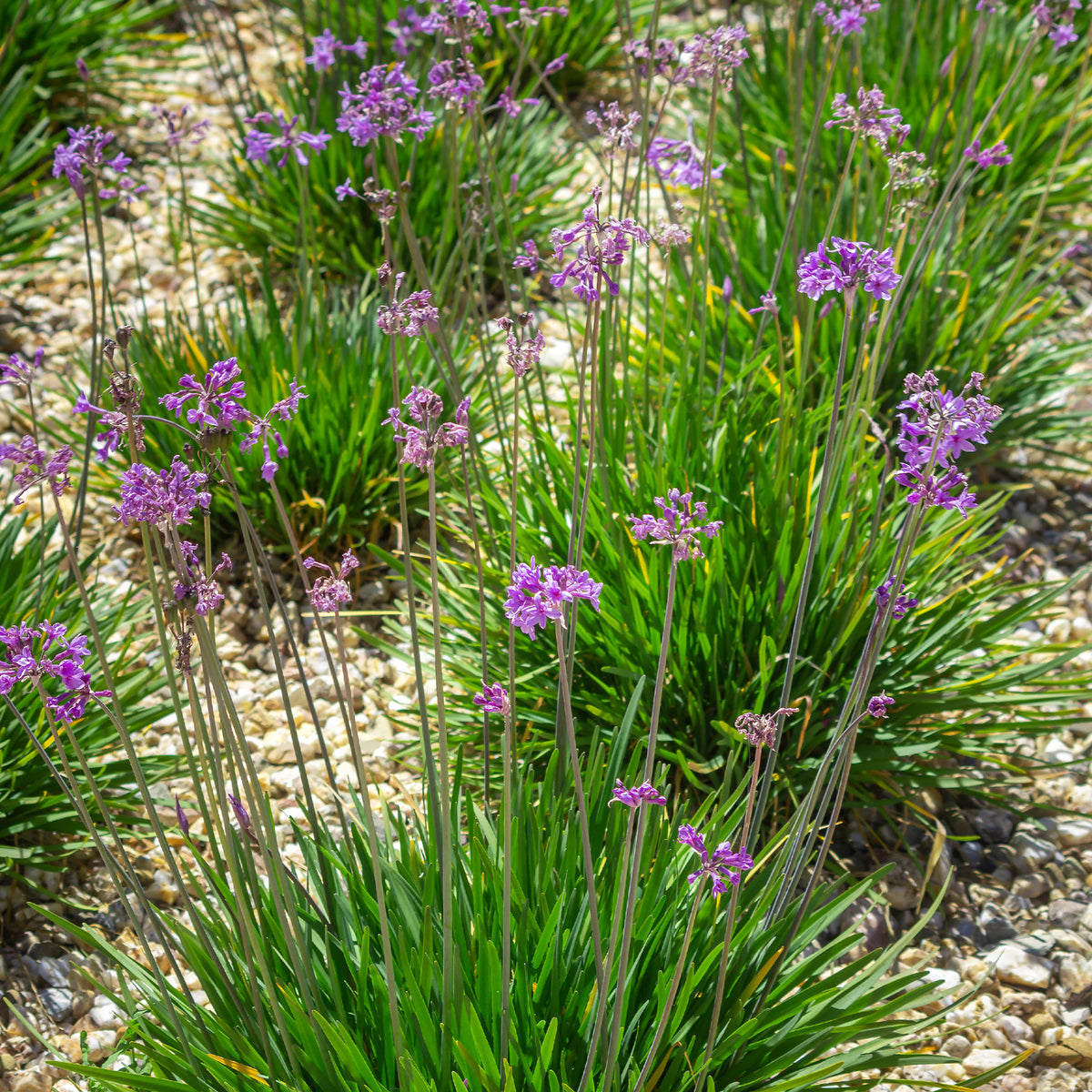 3 Tulbaghia violacea - Bakker