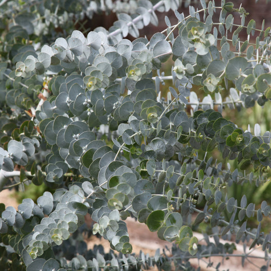 Eucalyptus Baby Blue EXTRA - Bakker