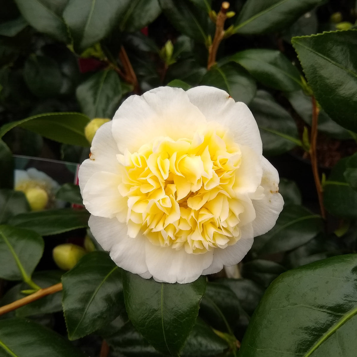 Camellia japonica Brushfields Yellow - Rose du Japon Camellia 'Brushfields Yellow' blanc-jaune - Camellia