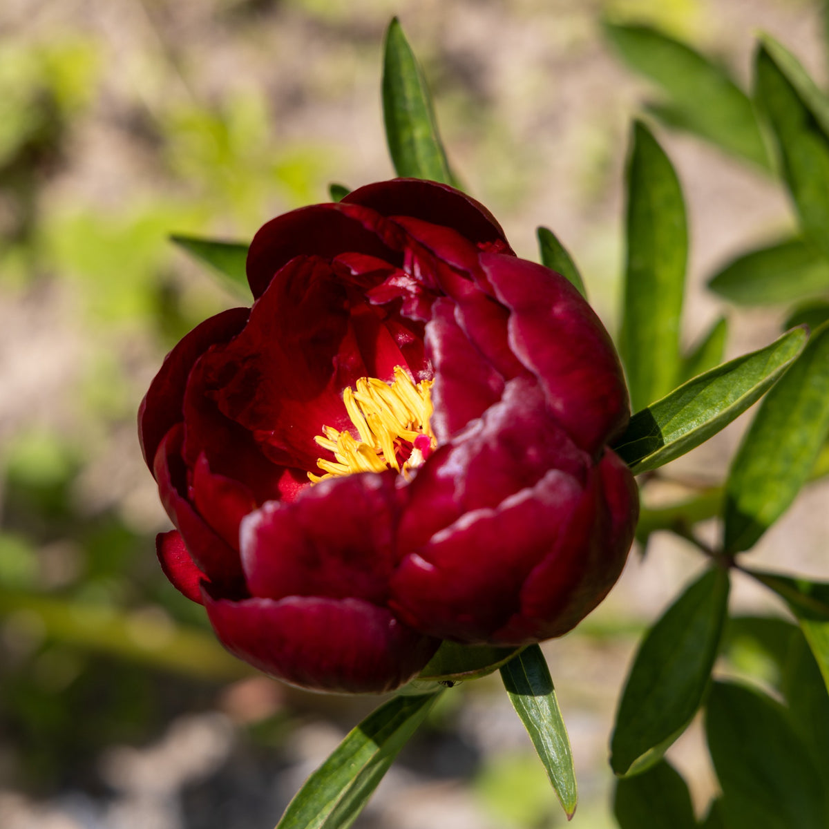 Paeonia lactiflora 'bella' - Pivoine Bella - Pivoines