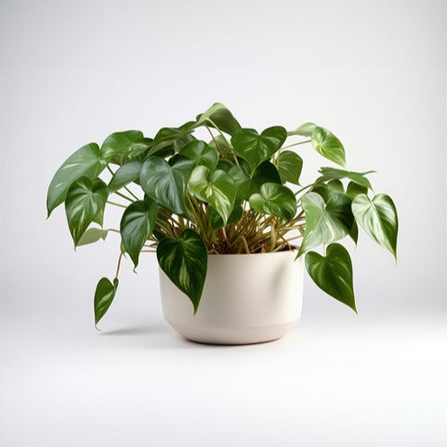 philodendron exposition Philodendron Monstera scandens