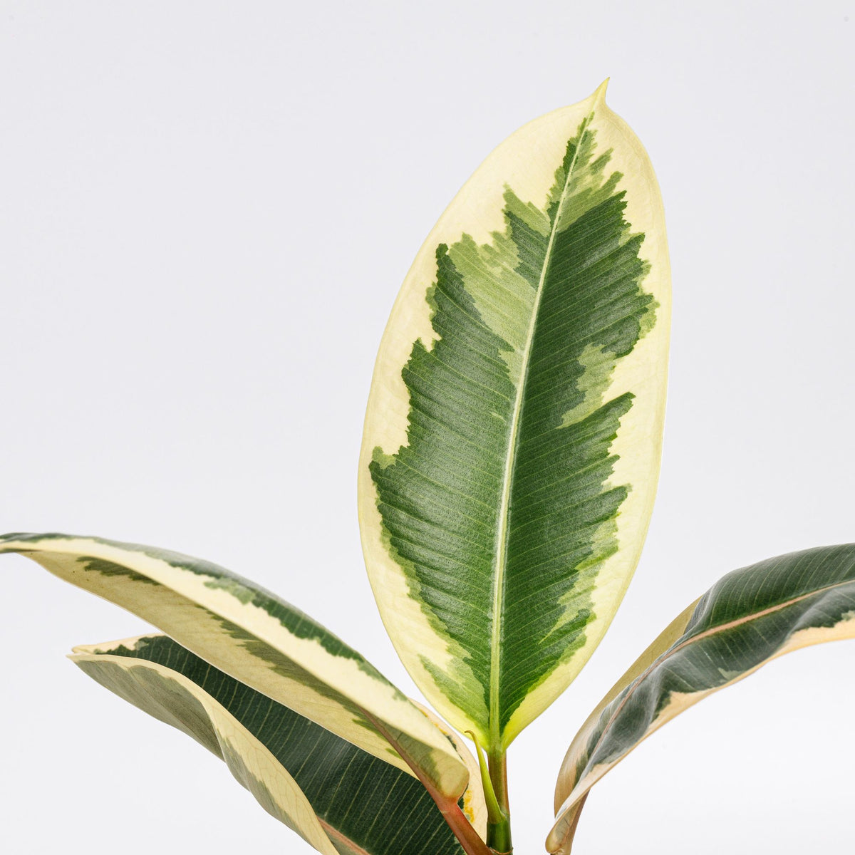 Ficus elastica Tineke - Caoutchouc Tineke - Ficus