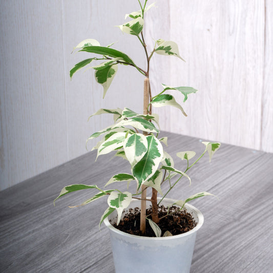 Ficus benjamina Twilight - Bakker