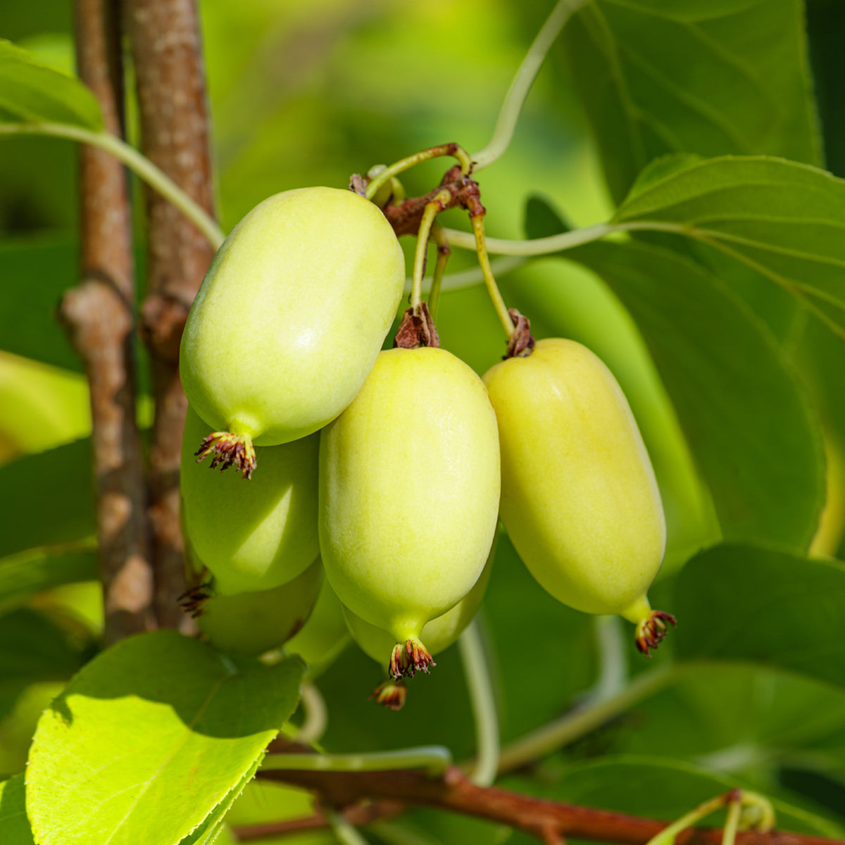 Vente Kiwi d'ornement panaché