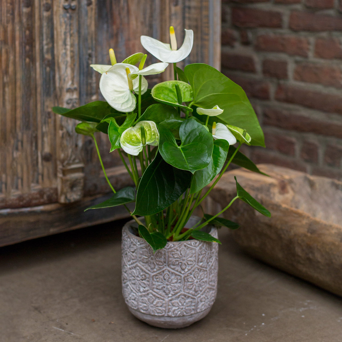 Anthurium blanc - Bakker