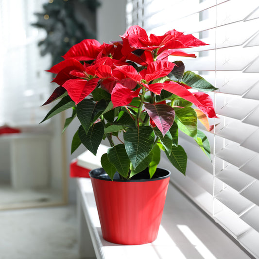 Poinsettia Rouge - Bakker