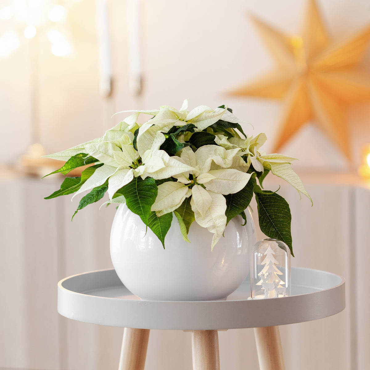 Euphorbia pulcherrima white - Poinsettia Blanc - Plantes d'intérieur fleuries