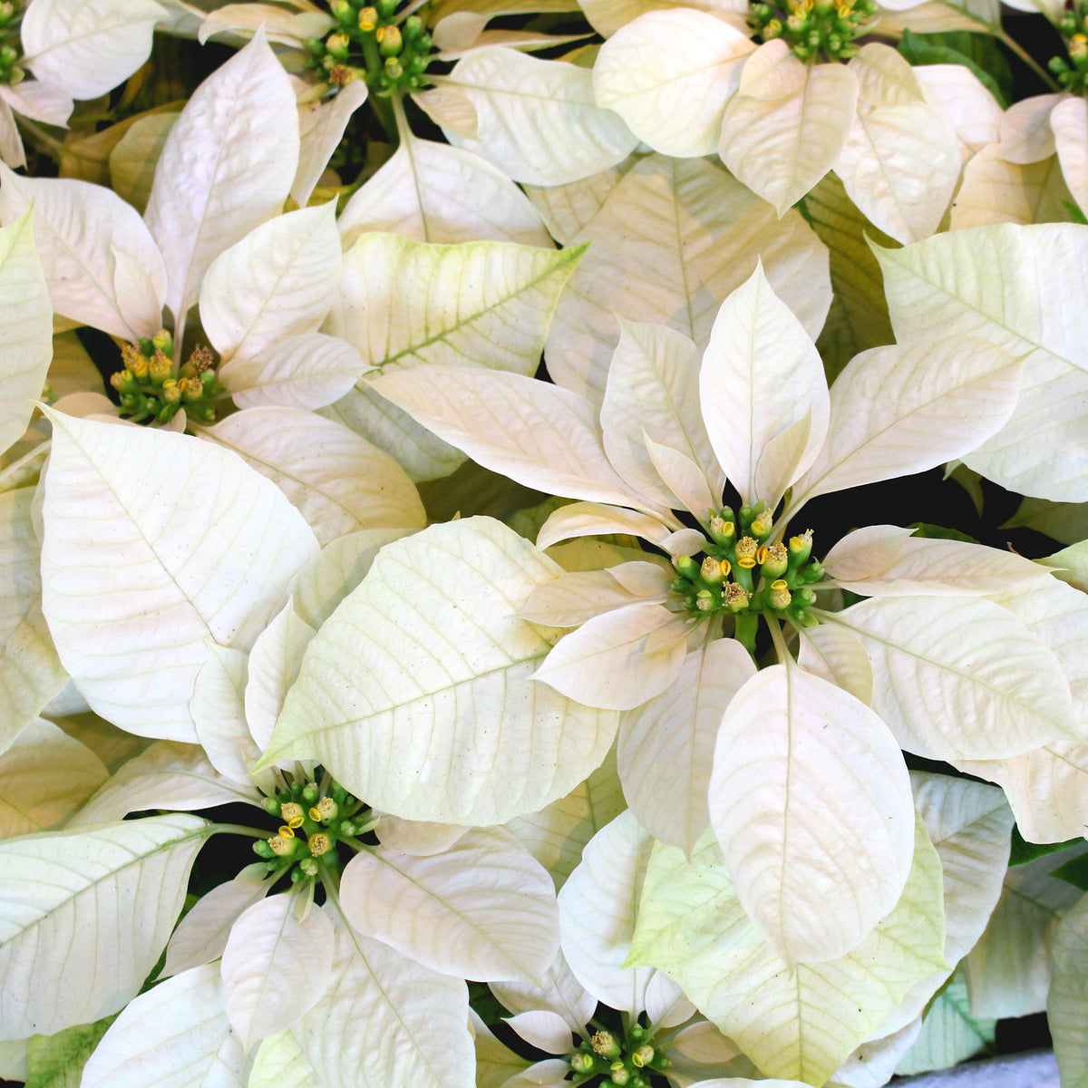 Poinsettia Blanc - Euphorbia pulcherrima white - Bakker