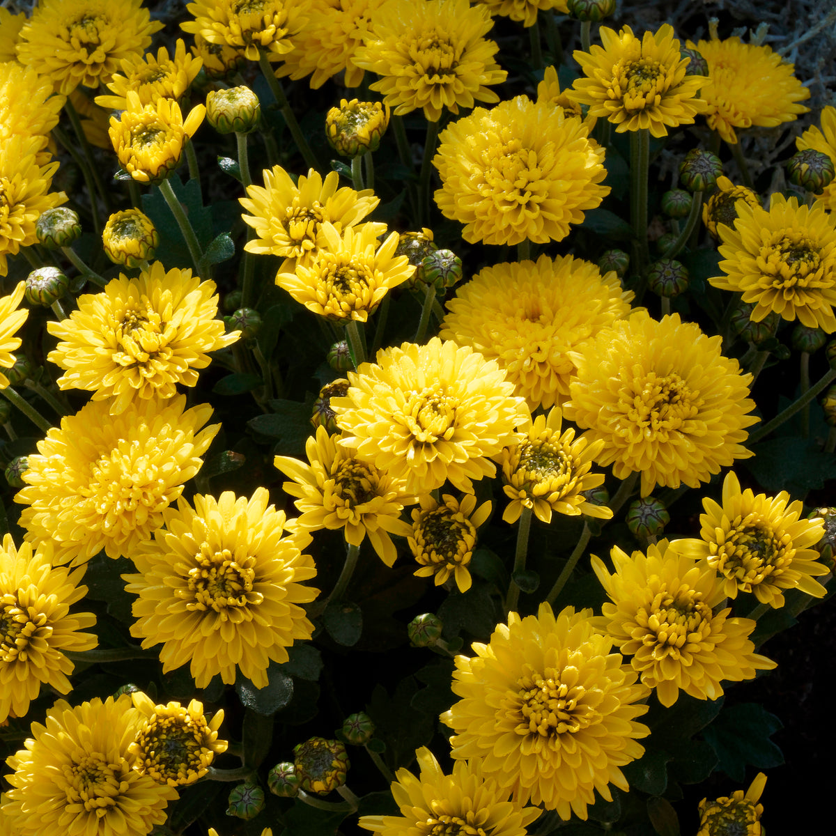 Chrysanthème strié jaune et orange - Chrysanthemum indicum - Bakker