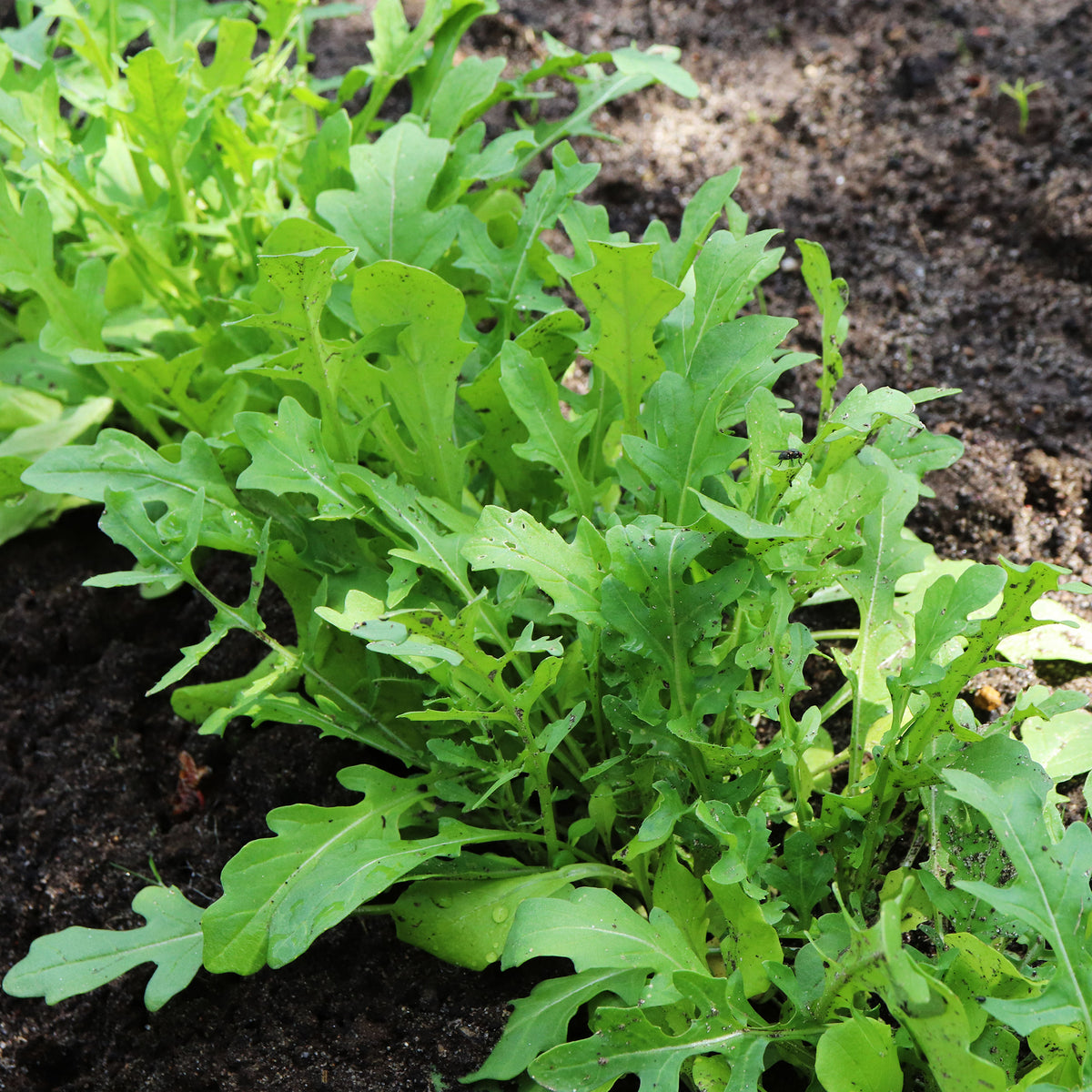Roquette cultivée - Eruca sativa - Bakker