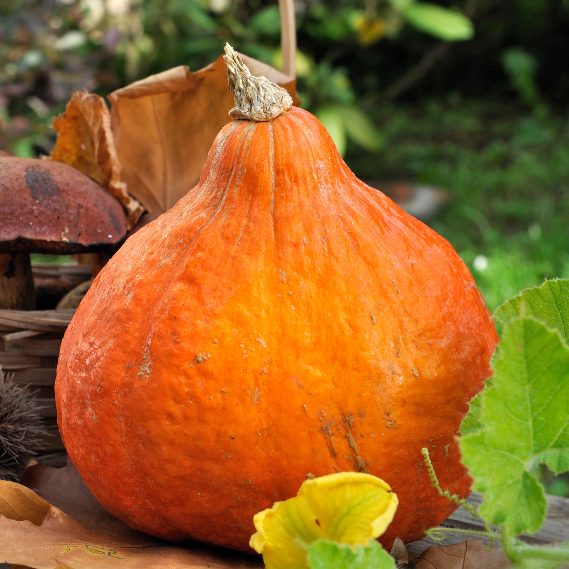 Potiron Potimarron - Cucurbita maxima Potimarron - Bakker