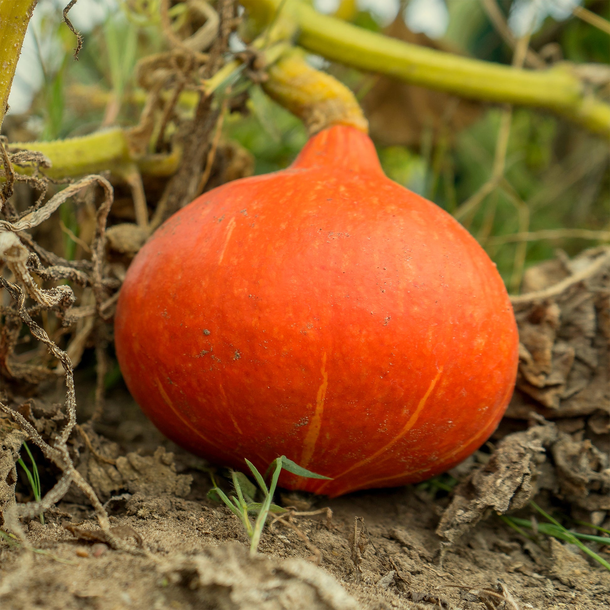 Potiron Potimarron - Bakker