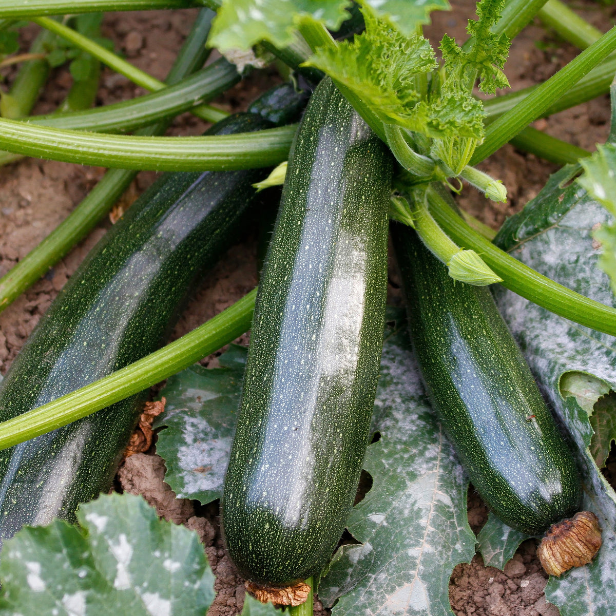 Courgette Black Beauty - Cucurbita pepo black beauty - Bakker