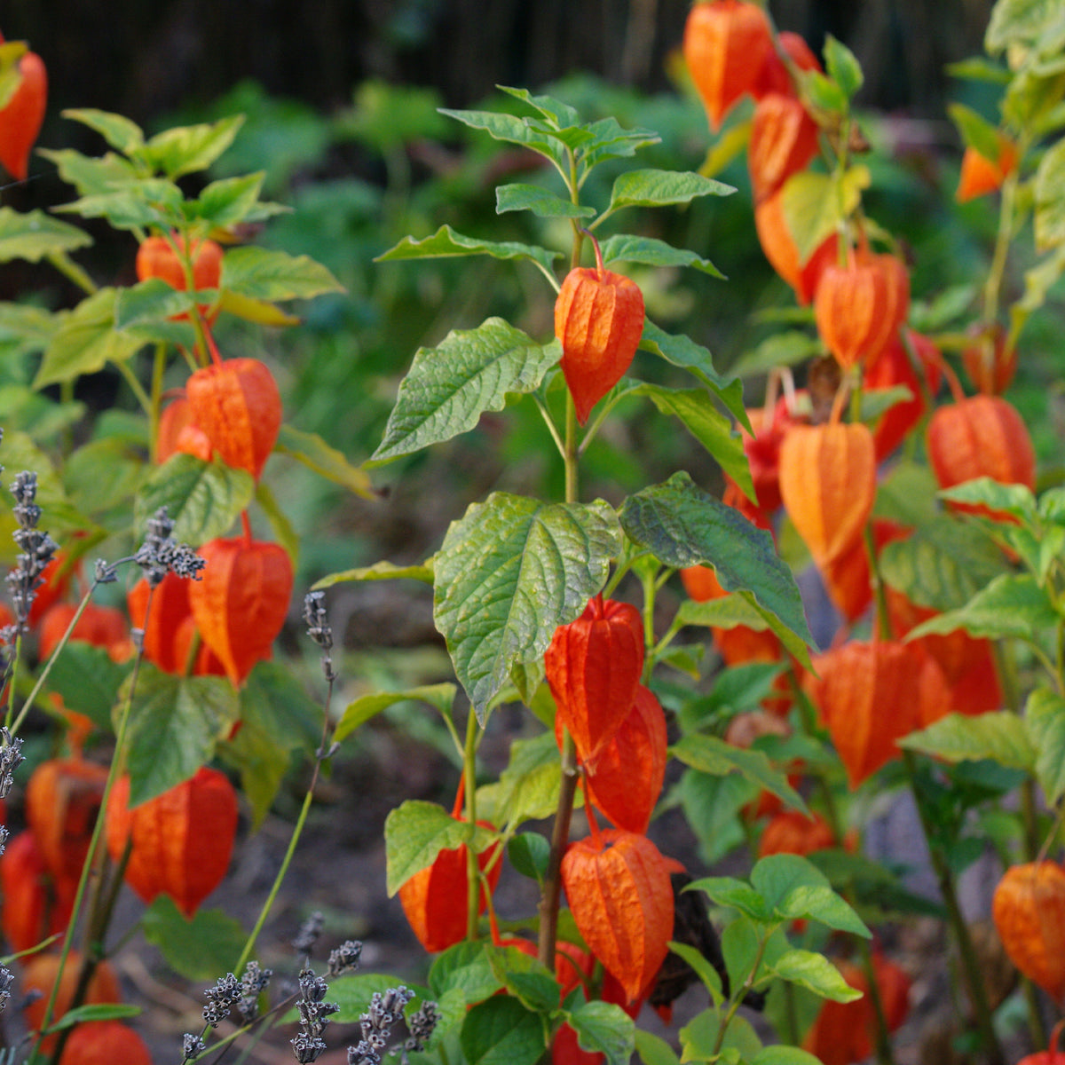 Coqueret du Pérou - Physalis peruviana - Bakker