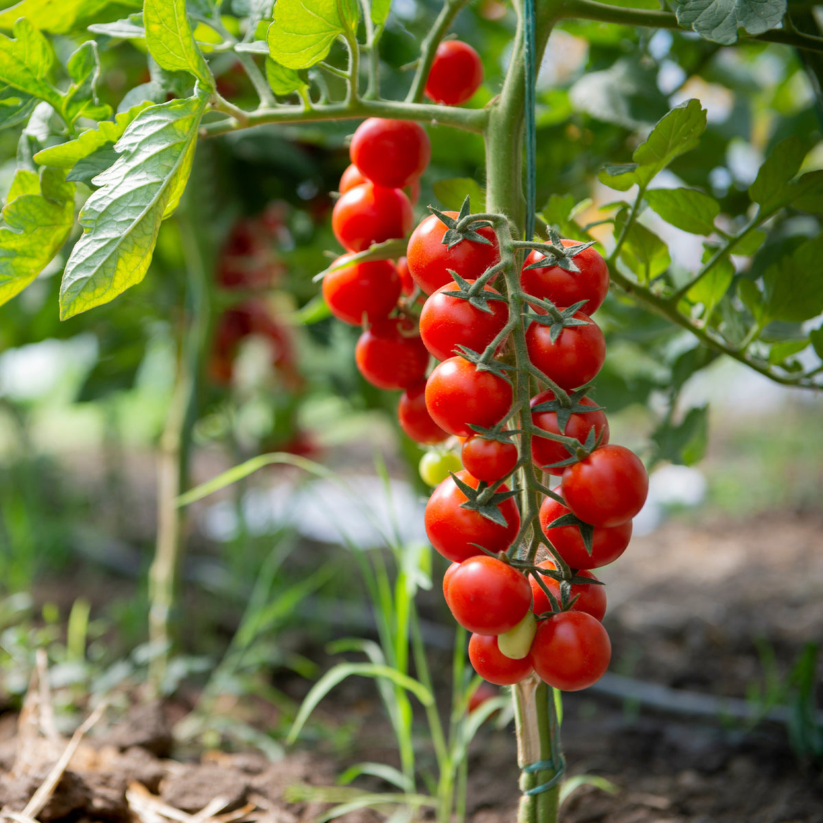 Solanum lycopersicum Sweet Baby - Tomate cerise Sweet baby - Graines de tomates