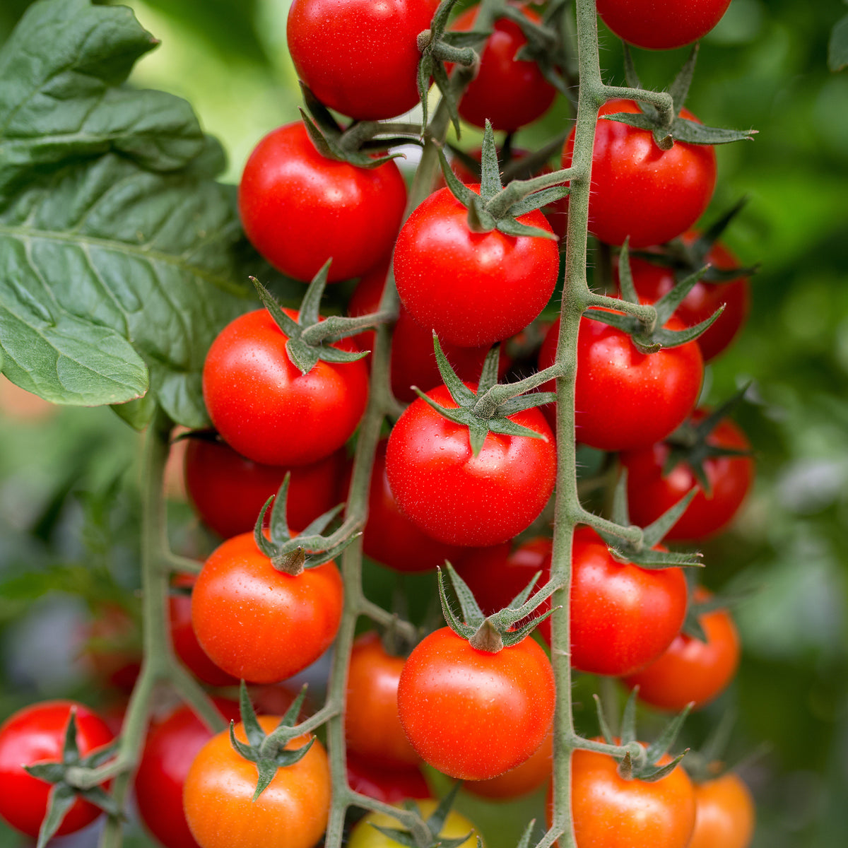 Graines de tomates - Tomate cerise Sweet baby - Solanum lycopersicum Sweet Baby