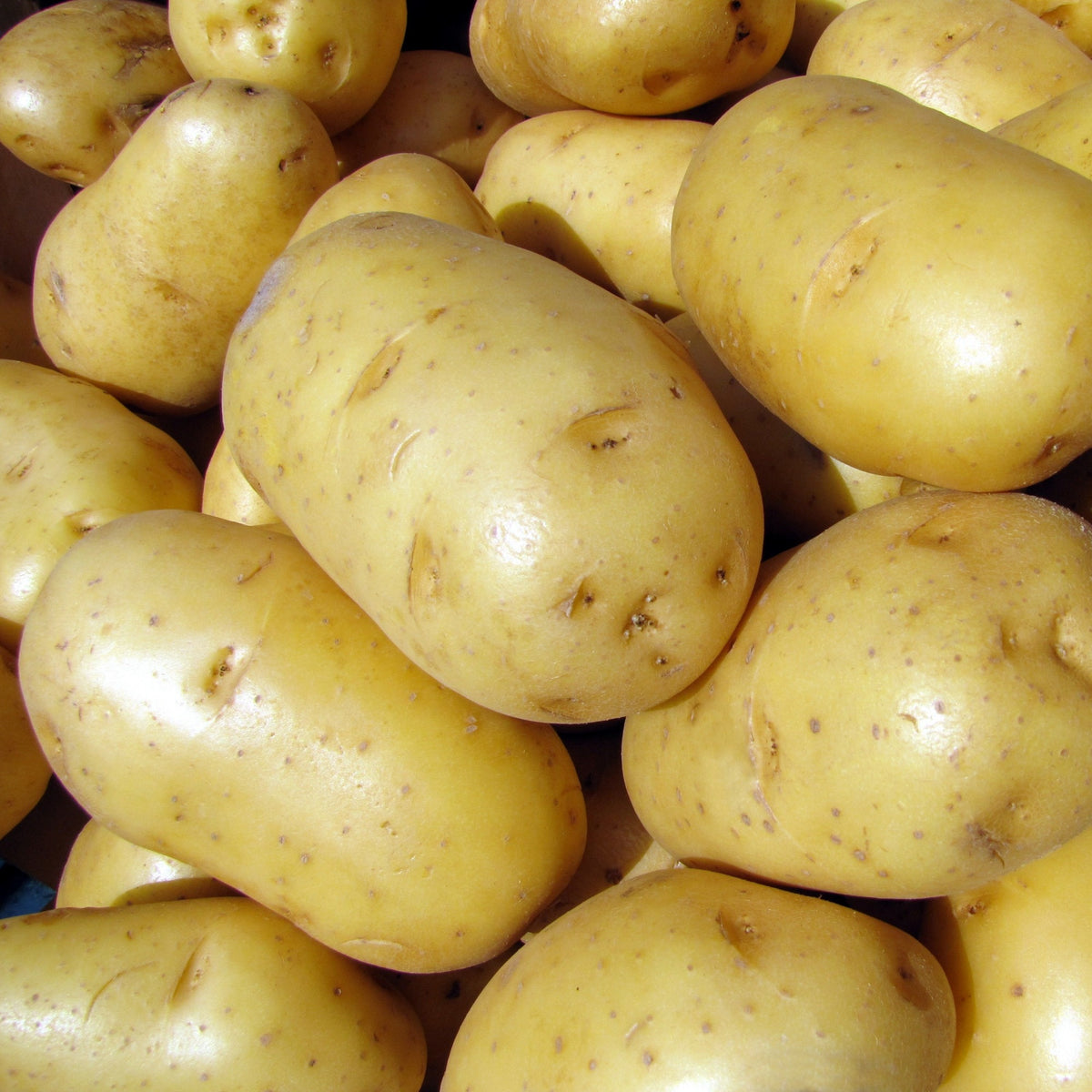 25 Pommes de terre Bintje - Solanum tuberosum bintje - Bakker