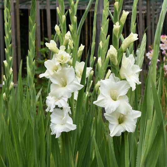 25 Glaïeuls White Prosperity - Bakker