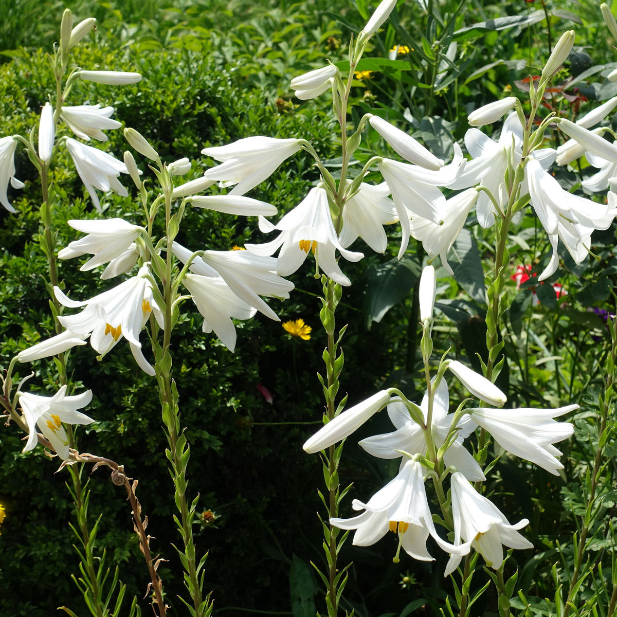Vente 2 Lis de la Madone - Lilium candidum